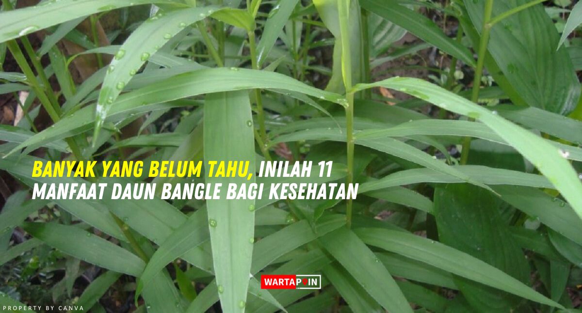 Banyak yang Belum Tahu, Inilah 11 Manfaat Daun Bangle Bagi Kesehatan