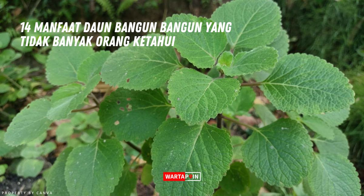 14 Manfaat Daun Bangun Bangun yang Tidak Banyak Orang Ketahui