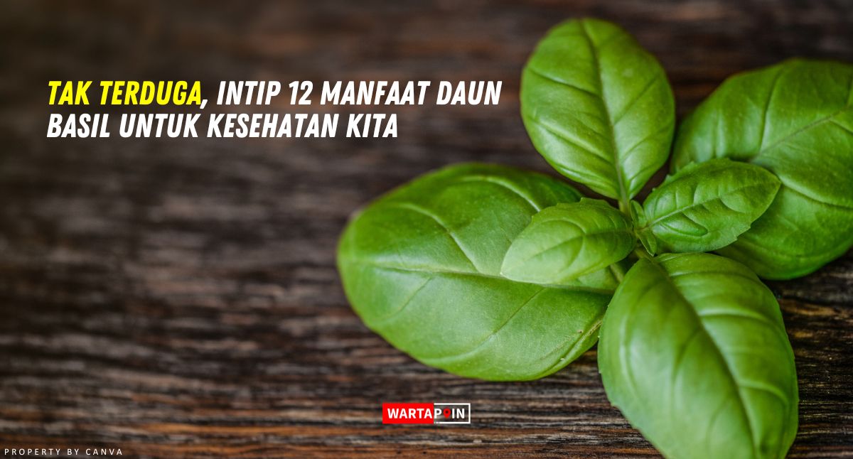 Tak Terduga, Intip 12 Manfaat Daun Basil Untuk Kesehatan Kita