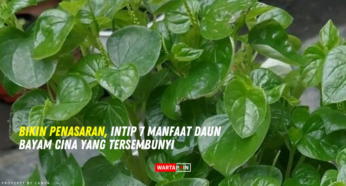 Bikin Penasaran, Intip 7 Manfaat Daun Bayam Cina yang Tersembunyi