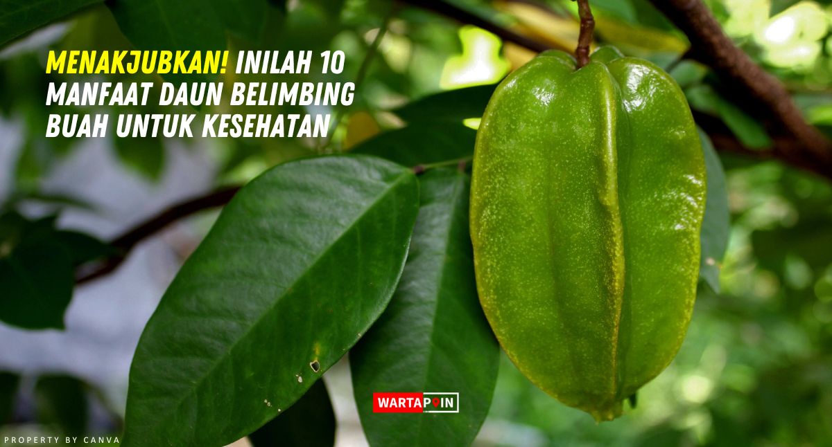 Menakjubkan! Inilah 10 Manfaat Daun Belimbing Buah untuk Kesehatan