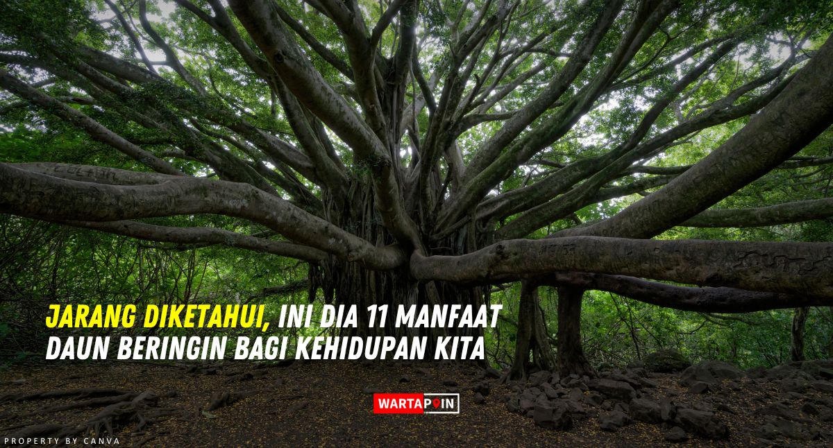 Jarang Diketahui, Ini Dia 11 Manfaat Daun Beringin Bagi Kehidupan Kita