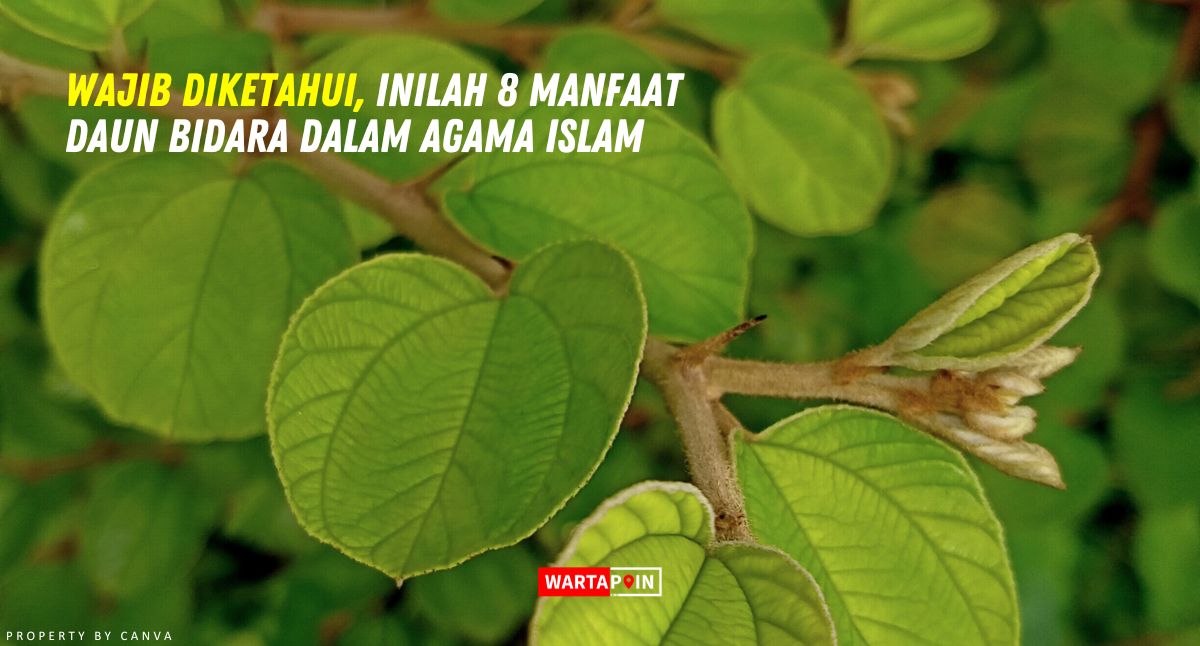 Wajib Diketahui, Inilah 8 Manfaat Daun Bidara dalam Islam