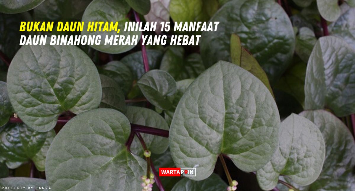 Bukan Daun Hitam, Inilah 15 Manfaat Daun Binahong Merah yang Hebat