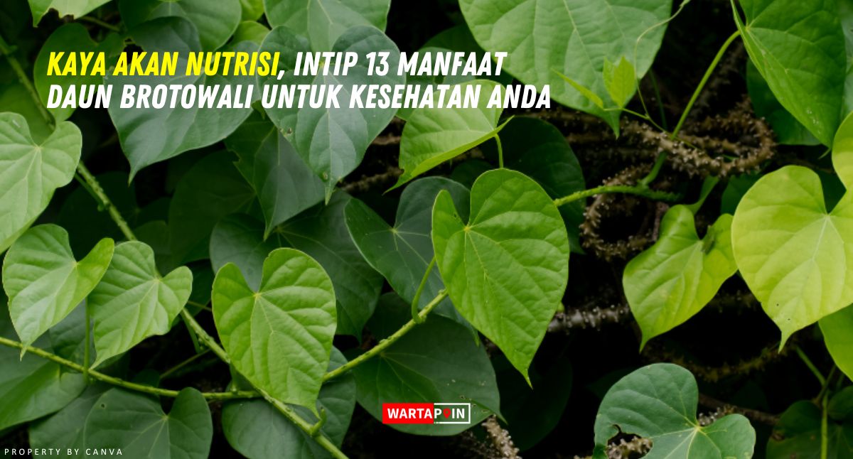 Kaya Akan Nutrisi, Intip 13 Manfaat Daun Brotowali untuk Kesehatan Anda