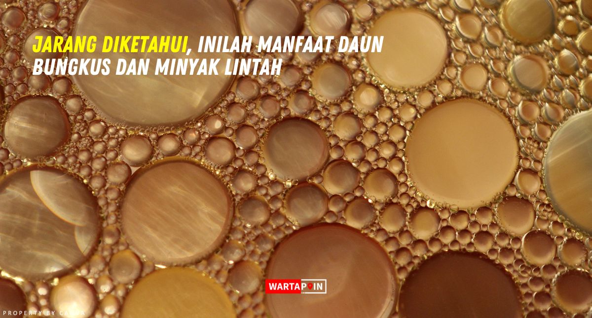 Jarang Diketahui, Inilah Manfaat Daun Bungkus dan Minyak Lintah