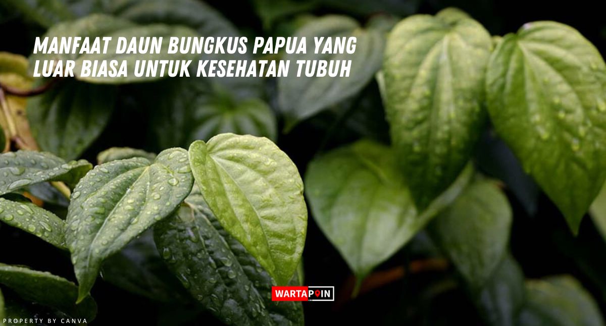 Manfaat Daun Bungkus Papua yang Luar Biasa untuk Kesehatan Tubuh