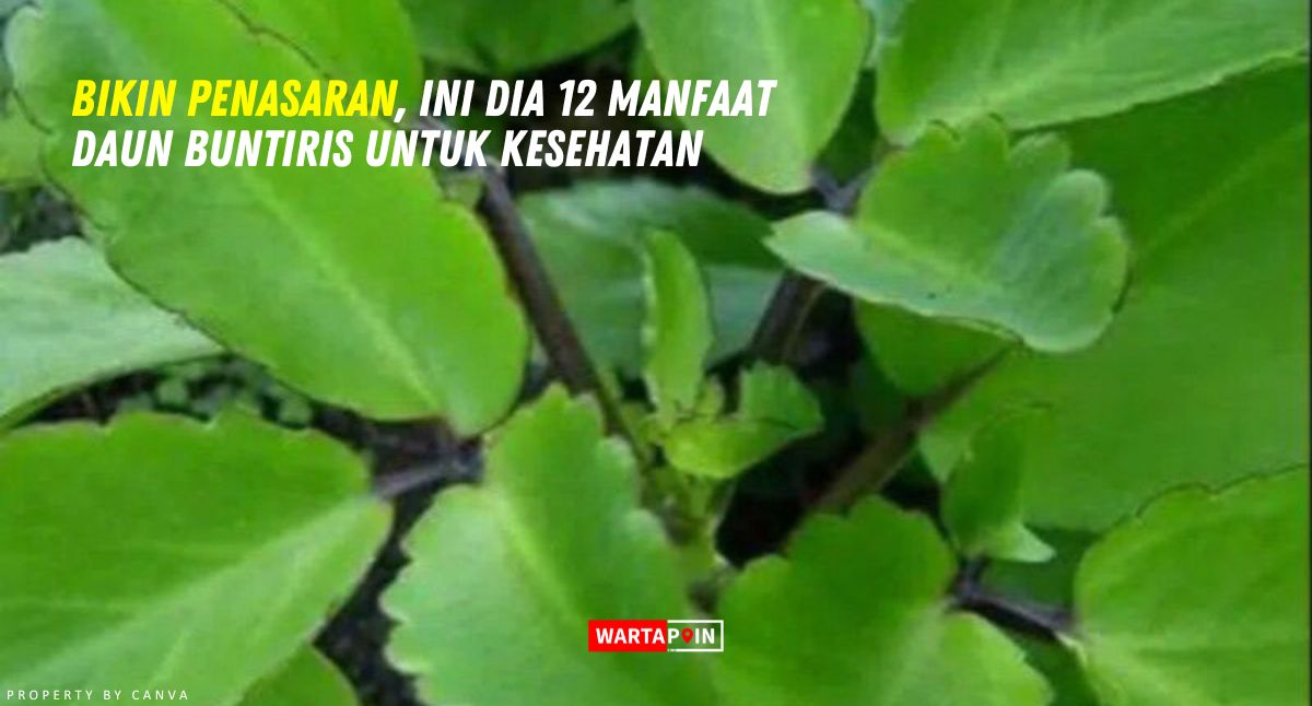 Bikin Penasaran, Ini Dia 12 Manfaat Daun Buntiris Untuk Kesehatan