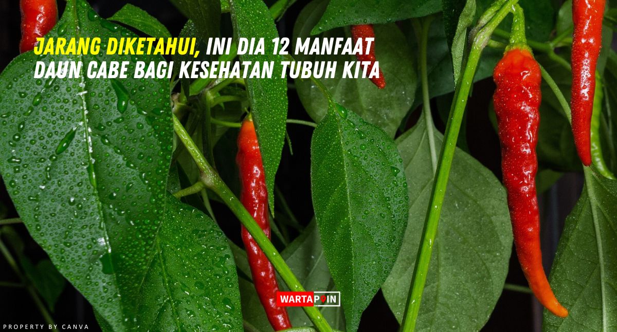 Jarang Diketahui, Ini Dia 12 Manfaat Daun Cabe Bagi Kesehatan