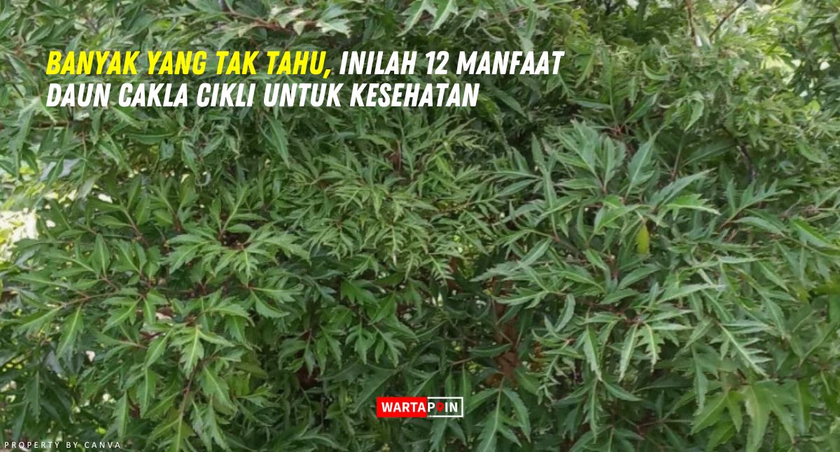 Banyak yang Tak Tahu, Inilah 12 Manfaat Daun Cakla Cikli untuk Kesehatan