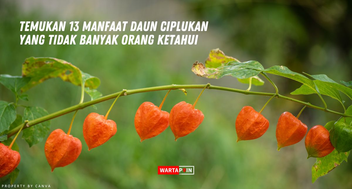 Temukan 13 Manfaat Daun Ciplukan yang Tidak Banyak Orang Ketahui