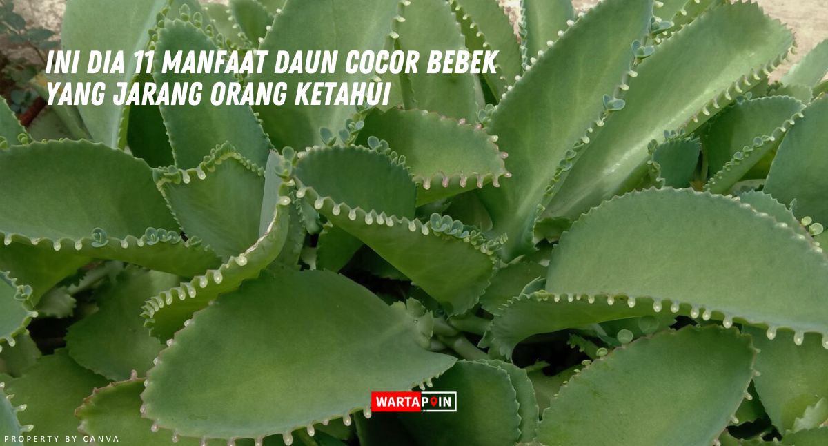 Ini Dia 11 Manfaat Daun Cocor Bebek yang Jarang Orang Ketahui