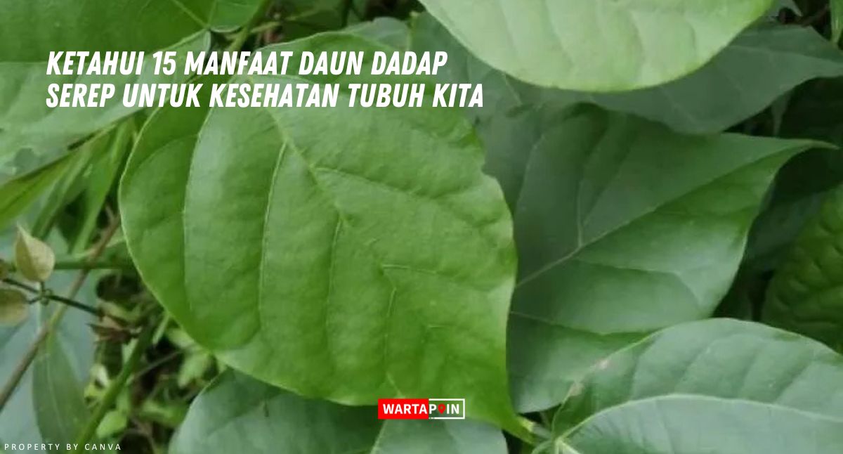 Ketahui 15 Manfaat Daun Dadap Serep Untuk Kesehatan Tubuh Kita