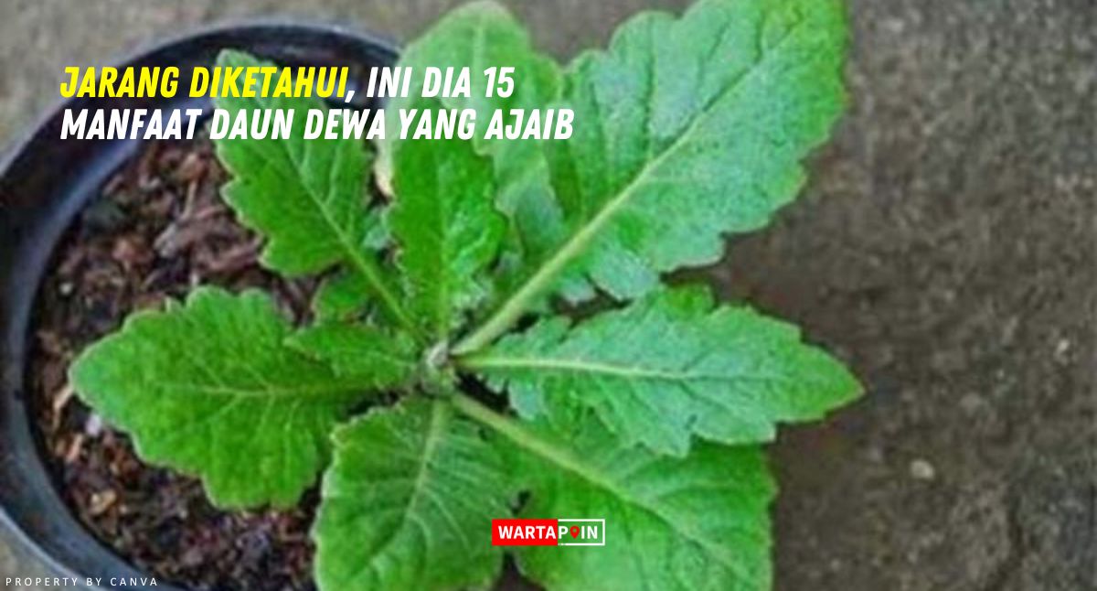 Jarang Diketahui, Ini Dia 15 Manfaat Daun Dewa yang Ajaib