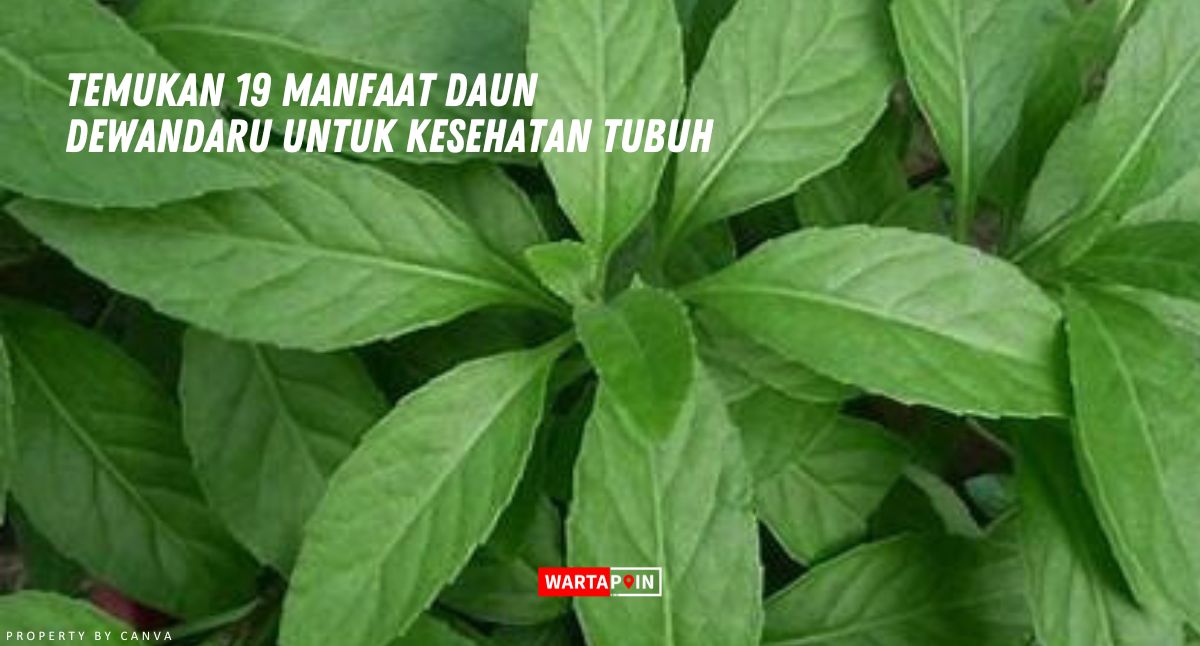 Temukan 19 Manfaat Daun Dewandaru Untuk Kesehatan Tubuh