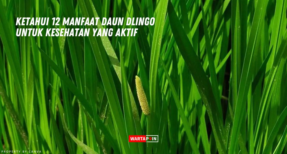 Ketahui 12 Manfaat Daun Dlingo untuk Kesehatan yang Aktif