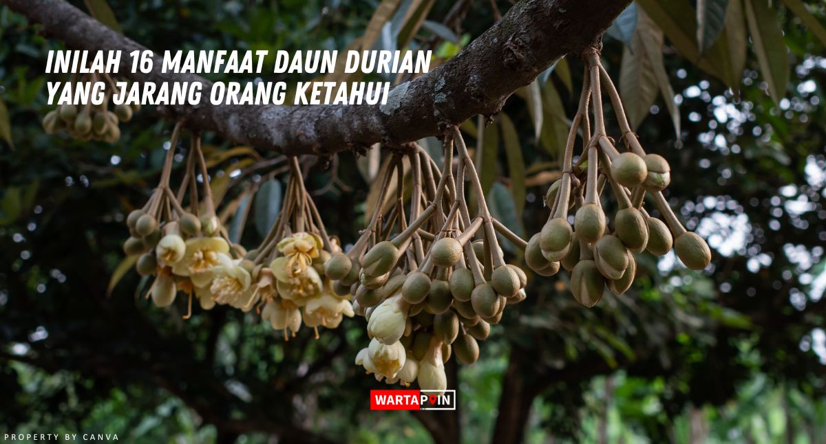 Inilah 16 Manfaat Daun Durian yang Jarang Orang Ketahui