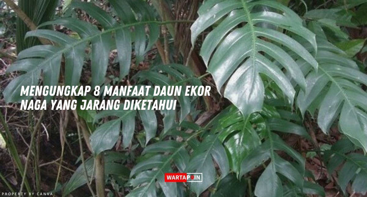 Mengungkap 8 Manfaat Daun Ekor Naga yang Jarang Diketahui