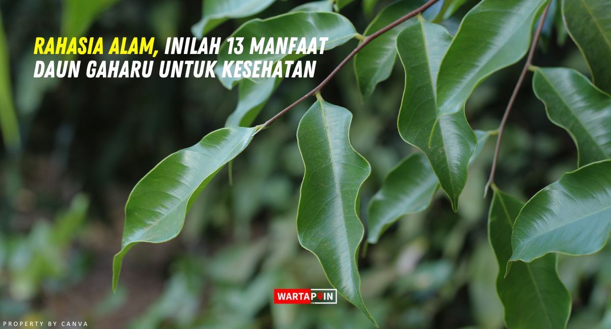 Rahasia Alam, Inilah 13 Manfaat Daun Gaharu untuk Kesehatan