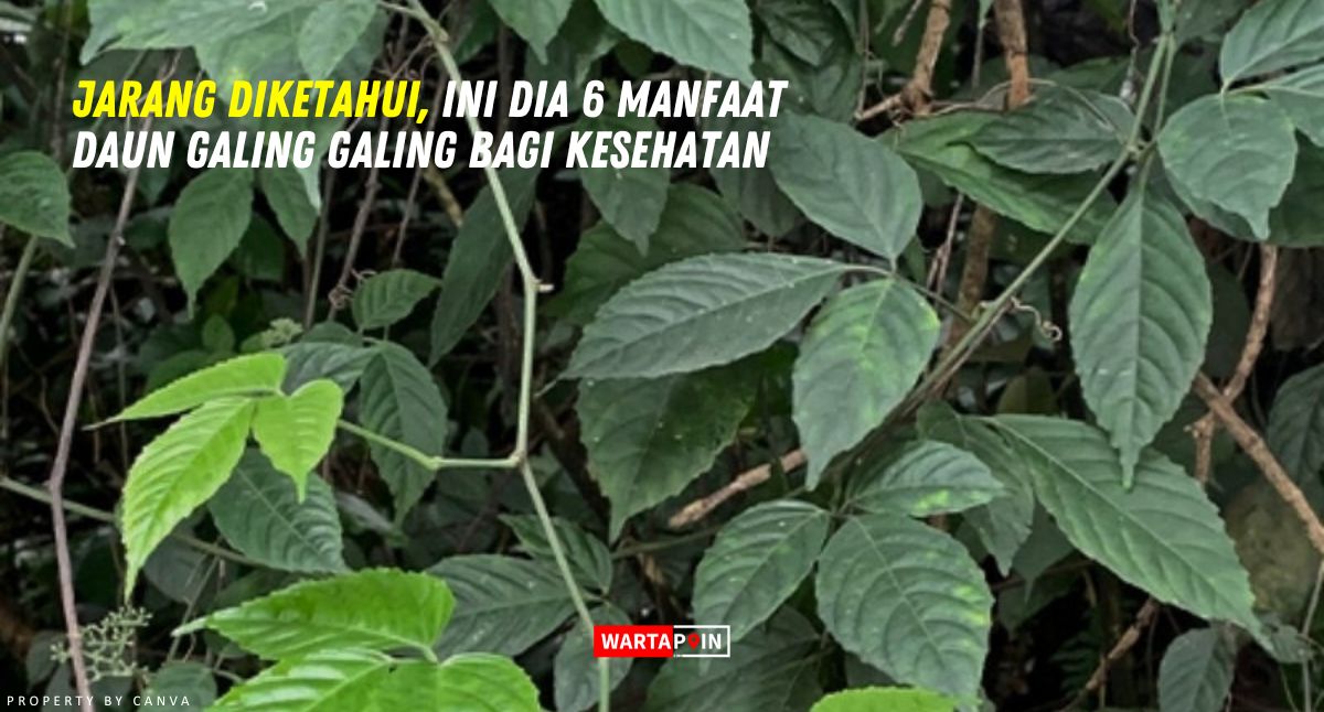 Jarang Diketahui, Ini Dia 6 Manfaat Daun Galing Galing Bagi Kesehatan