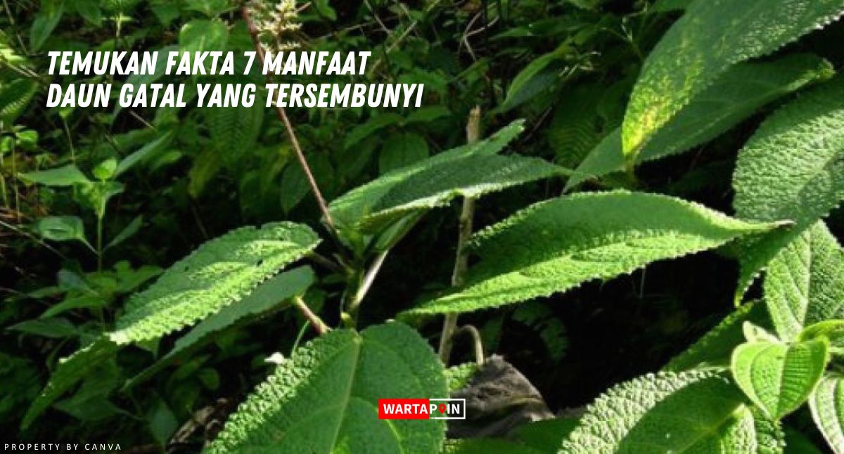 Temukan Fakta 7 Manfaat Daun Gatal yang Tersembunyi