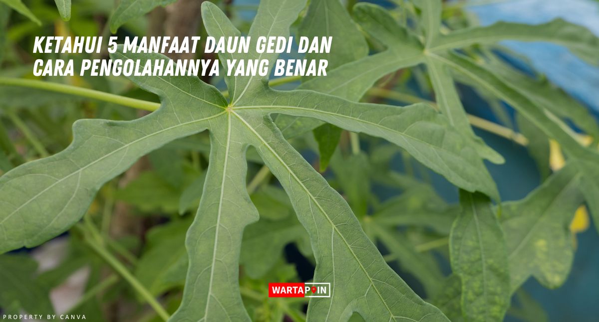 Ketahui 5 Manfaat Daun Gedi dan Cara Pengolahannya yang Benar