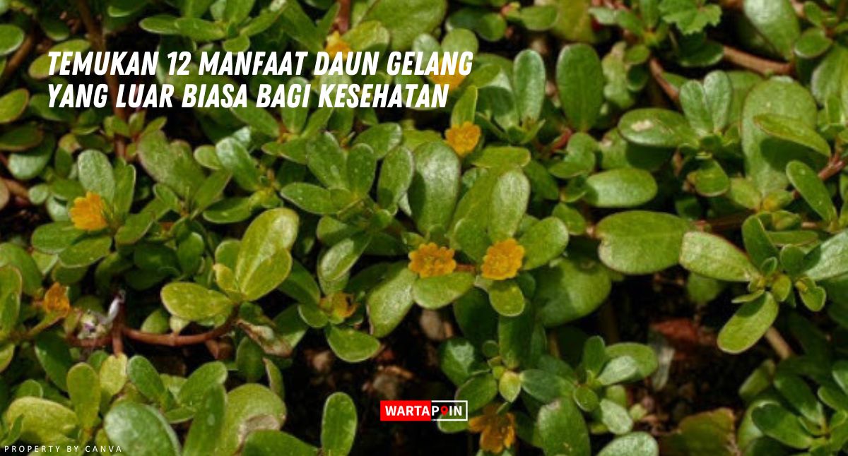 Temukan 12 Manfaat Daun Gelang yang Luar Biasa bagi Kesehatan