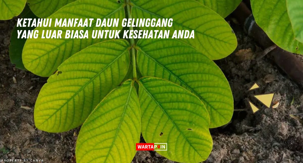 Ketahui Manfaat Daun Gelinggang yang Luar Biasa untuk Kesehatan Anda