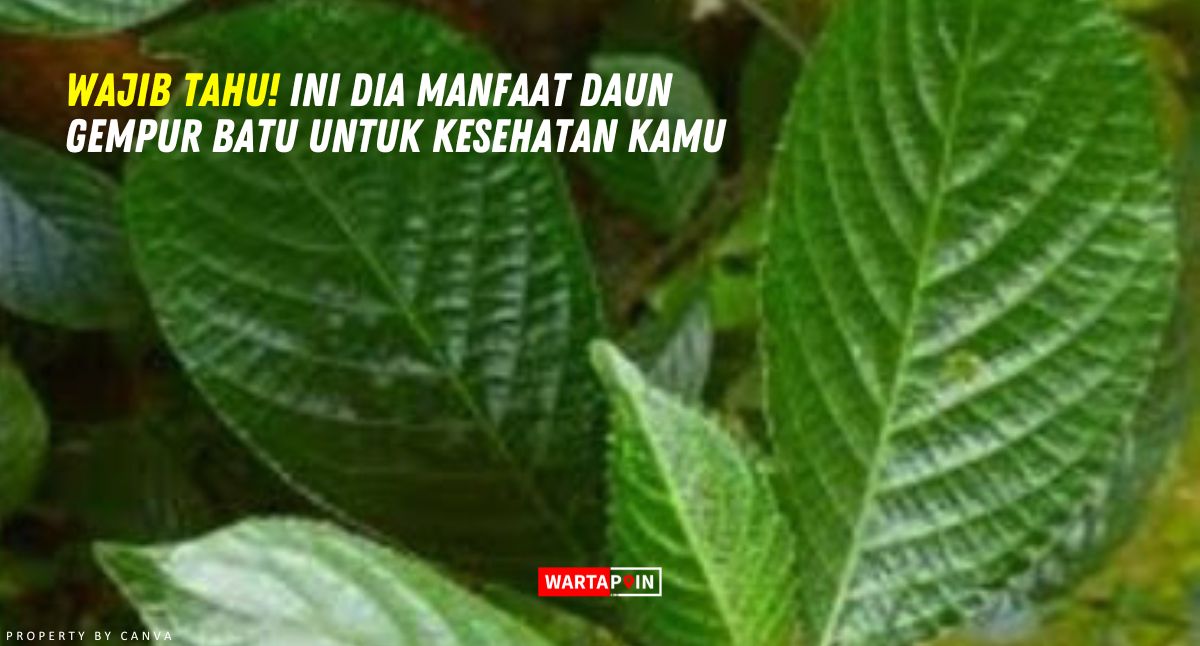 Wajib Tahu! Ini Dia Manfaat Daun Gempur Batu untuk Kesehatan Kamu