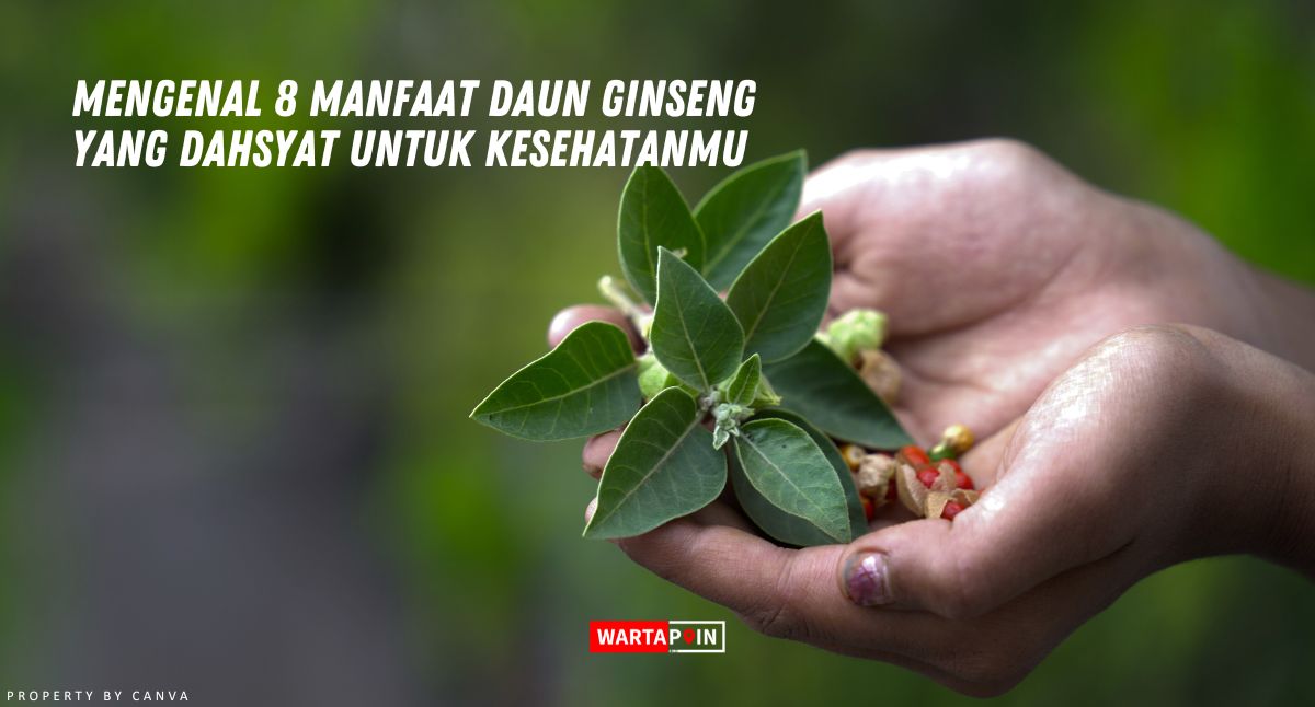 Mengenal 8 Manfaat Daun Ginseng yang Dahsyat untuk Kesehatanmu