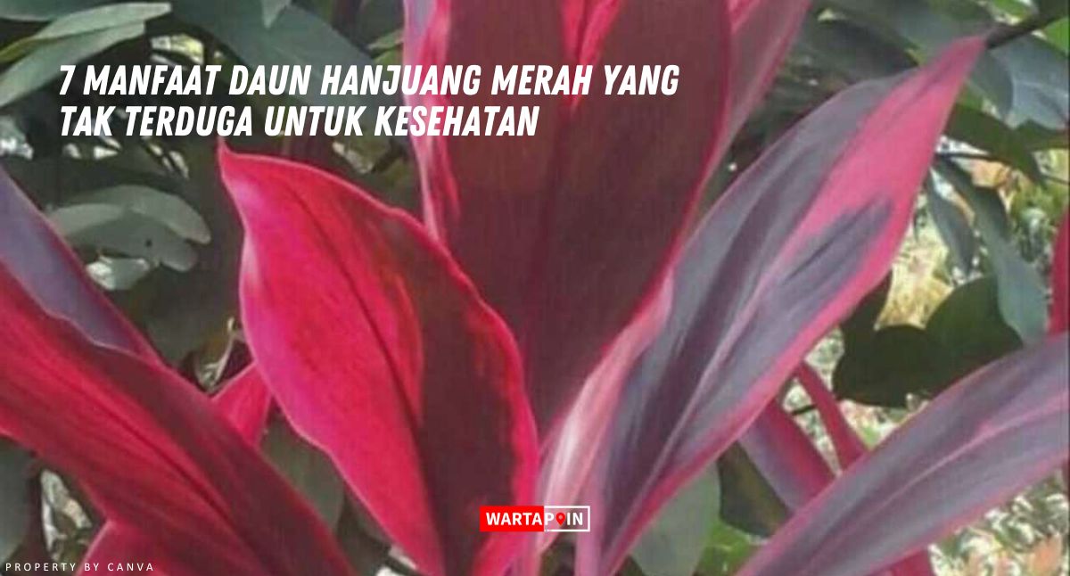 7 Manfaat Daun Hanjuang Merah yang Tak Terduga untuk Kesehatan