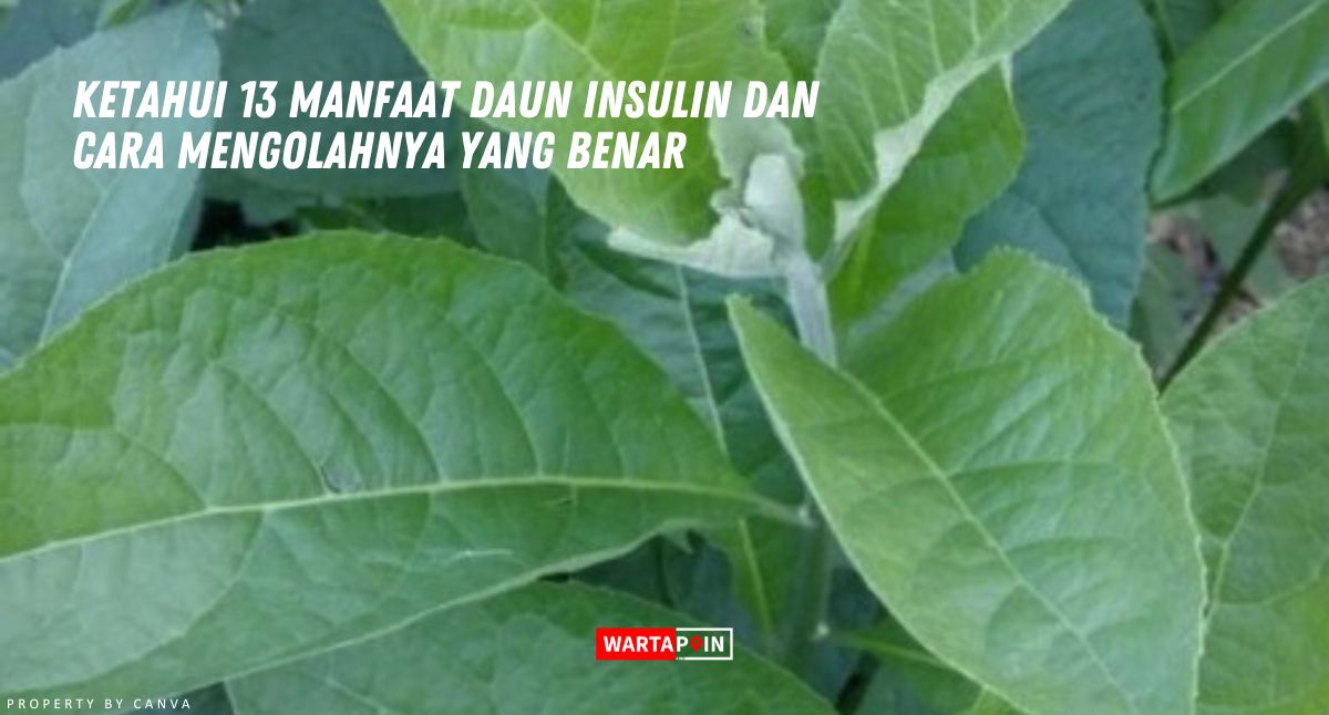 Ketahui 13 Manfaat Daun Insulin dan Cara Mengolahnya yang Benar