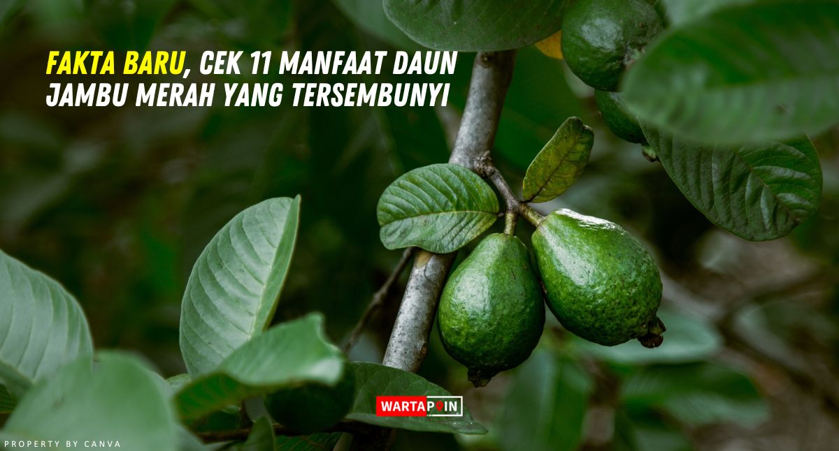 Fakta Baru, Cek 11 Manfaat Daun Jambu Merah yang Tersembunyi