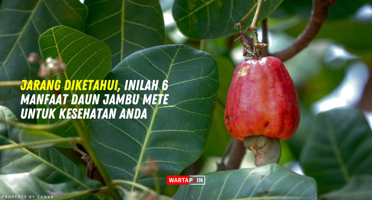 Jarang Diketahui, Inilah 6 Manfaat Daun Jambu Mete untuk Kesehatan Anda