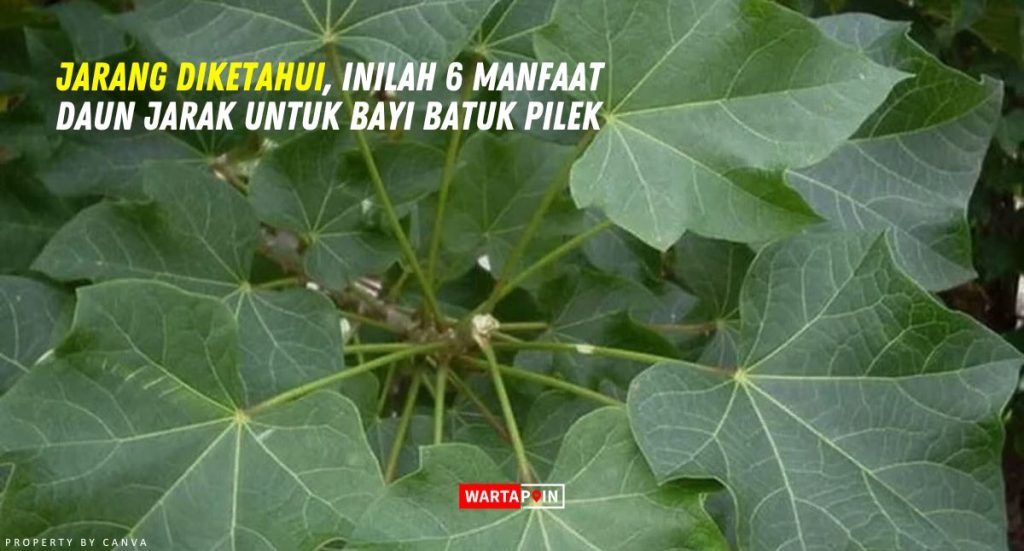 Jarang Diketahui Inilah 6 Manfaat Daun Jarak Untuk Bayi Batuk Pilek