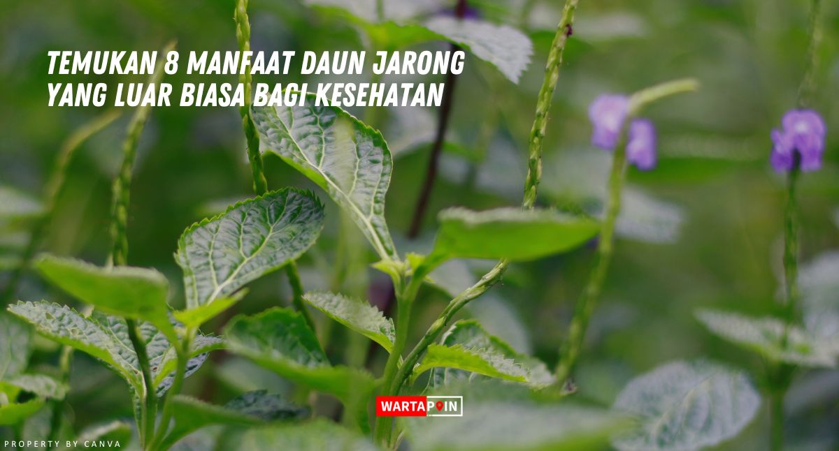 Temukan 8 Manfaat Daun Jarong yang Luar Biasa bagi Kesehatan