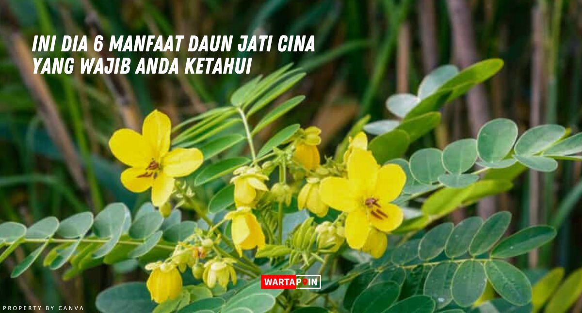 Ini Dia 6 Manfaat Daun Jati Cina yang Wajib Anda Ketahui