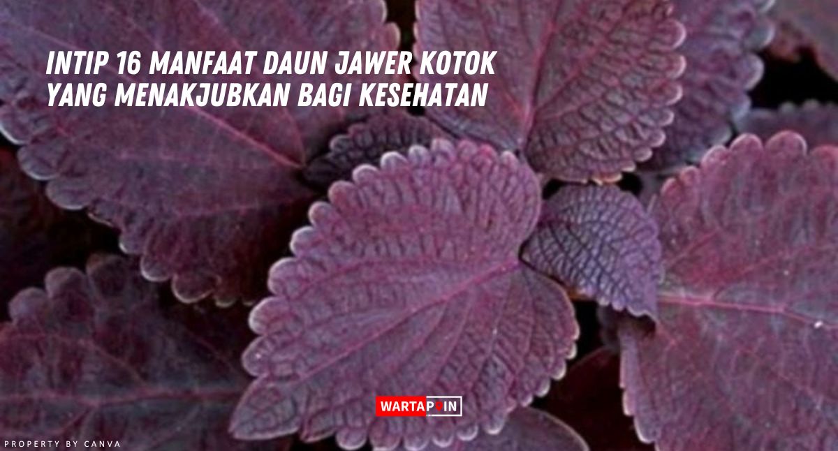 Intip 16 Manfaat Daun Jawer Kotok yang Menakjubkan bagi Kesehatan