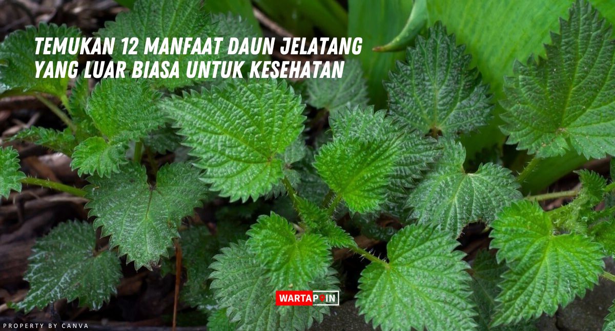 Temukan 12 Manfaat Daun Jelatang yang Luar Biasa untuk Kesehatan