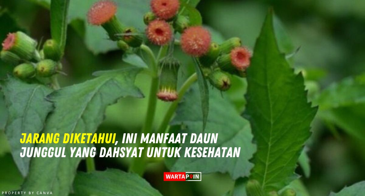 Jarang Diketahui, Ini Manfaat Daun Junggul yang Dahsyat untuk Kesehatan