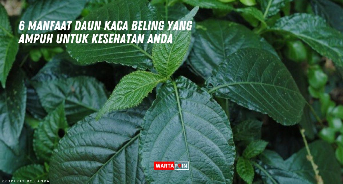 6 Manfaat Daun Kaca Beling yang Ampuh Untuk Kesehatan Anda