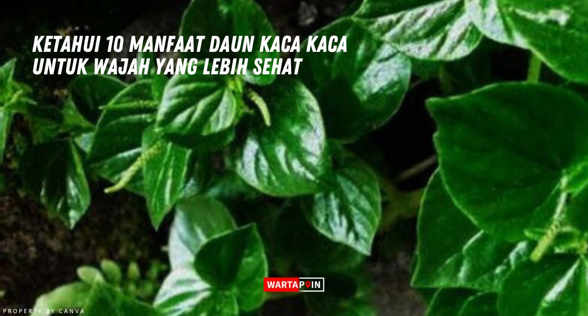 Ketahui 10 Manfaat Daun Kaca Kaca Untuk Wajah yang Lebih Sehat