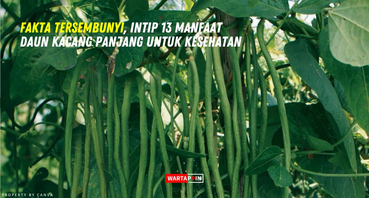 Fakta Tersembunyi, Intip 13 Manfaat Daun Kacang Panjang untuk Kesehatan