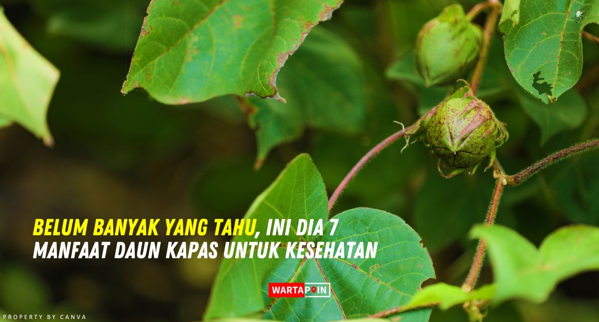 Belum Banyak yang Tahu, Ini Dia 7 Manfaat Daun Kapas Untuk Kesehatan