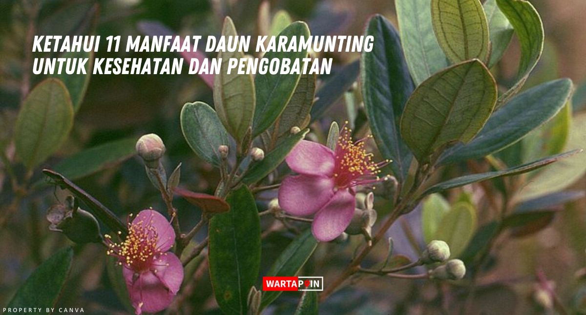 Ketahui 11 Manfaat Daun Karamunting untuk Kesehatan dan Pengobatan