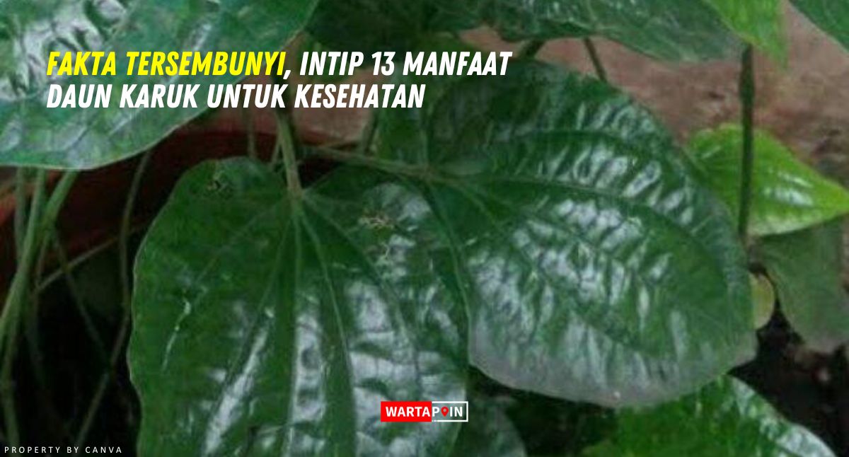 Fakta Tersembunyi, Intip 13 Manfaat Daun Karuk untuk Kesehatan