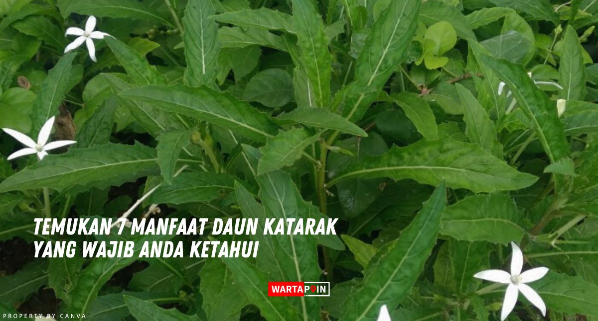 Temukan 7 Manfaat Daun Katarak yang Wajib Anda Ketahui