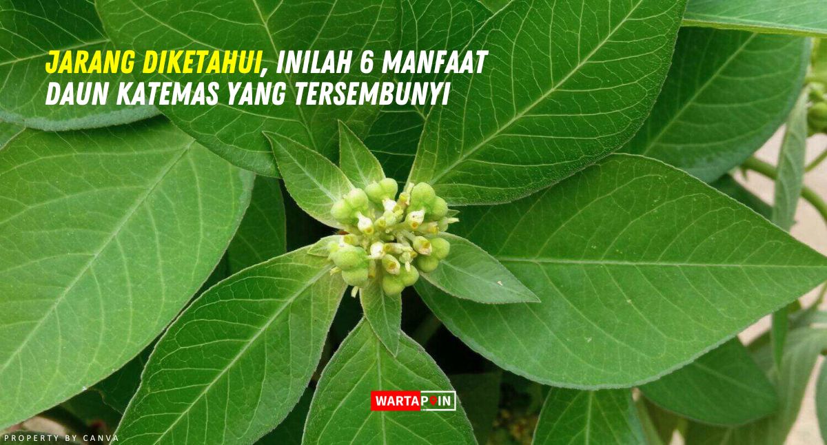 Jarang Diketahui, Inilah 6 Manfaat Daun Katemas yang Tersembunyi