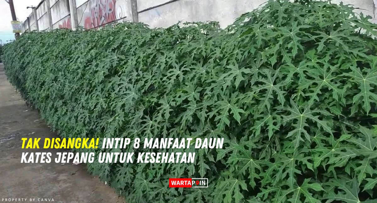 Tak Disangka! Intip 8 Manfaat Daun Kates Jepang untuk Kesehatan