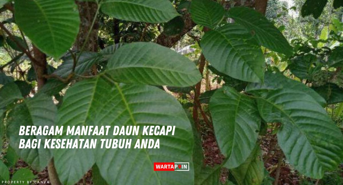 Beragam Manfaat Daun Kecapi bagi Kesehatan Tubuh Anda